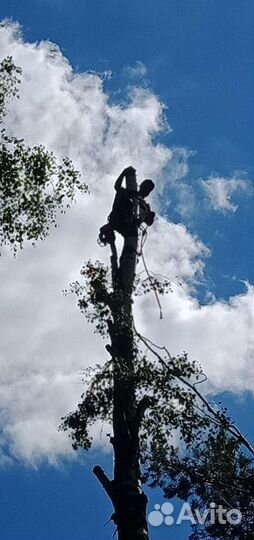 Спил деревьев