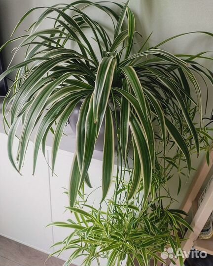 Хлорофитум