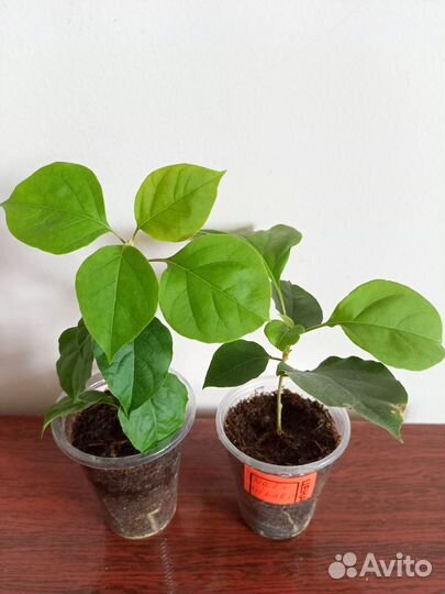 Бугенвеллия