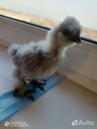 Цыплята шелковые, инкубационное яйцо