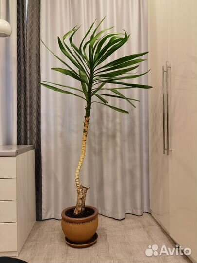 Пальма юкка