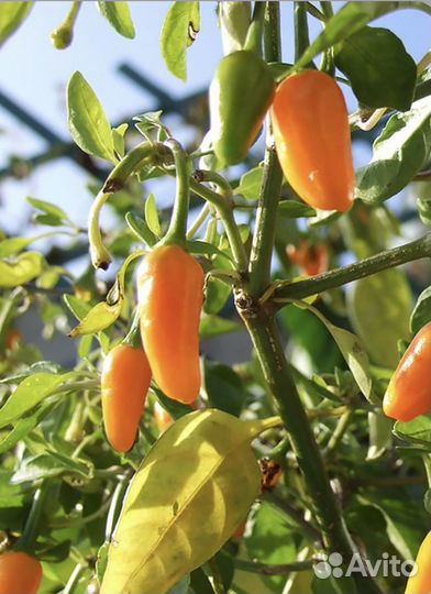 Перец острый табаско жёлтый