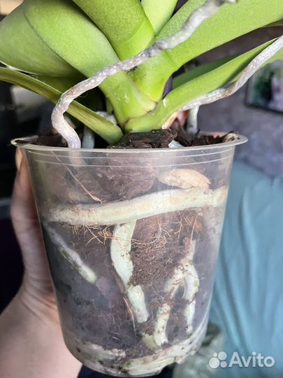 Орхидея фаленопсис