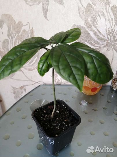 Кленондрон