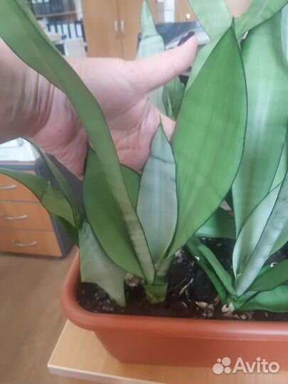 Сансевиерия муншайн и кирки