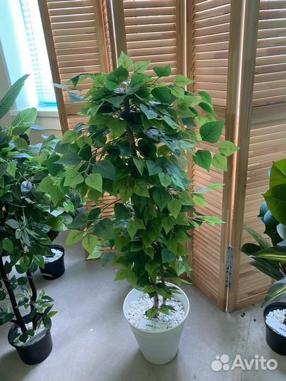 Фикус бенджамина пестролистный