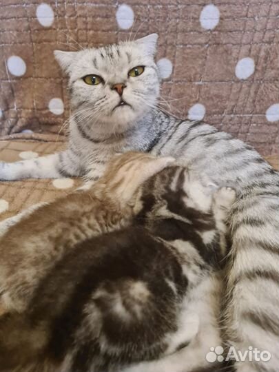 Шотландские котята