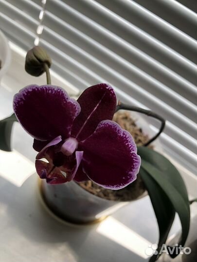 Орхидея