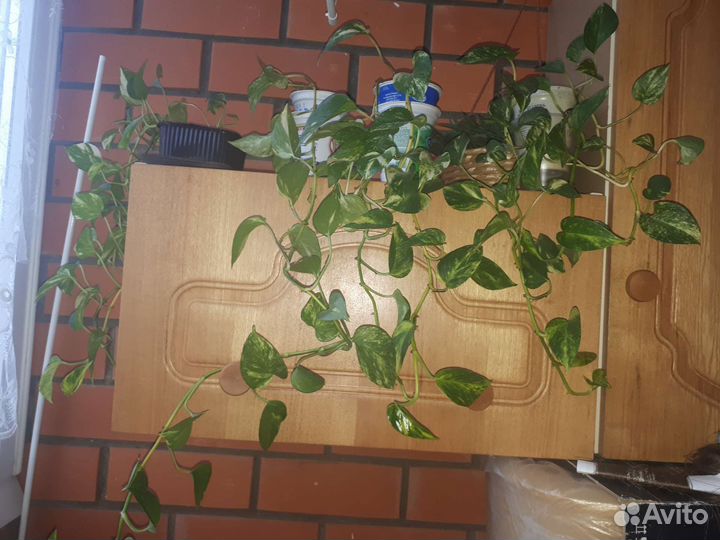 Сциндапсус - комнатная лиана