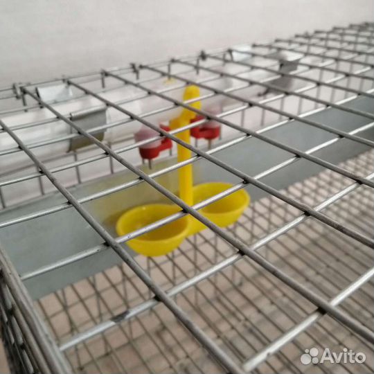Клетки для перепелов