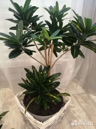 Кротон пестрый