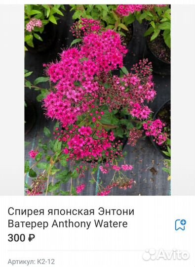 Спирея 12 сортов