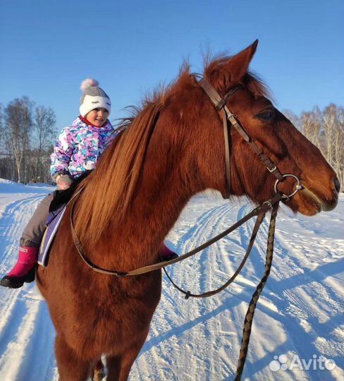 Верховая езда. Иппотерапия. Прогулки