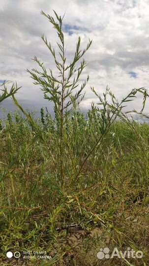 Ива плакучая