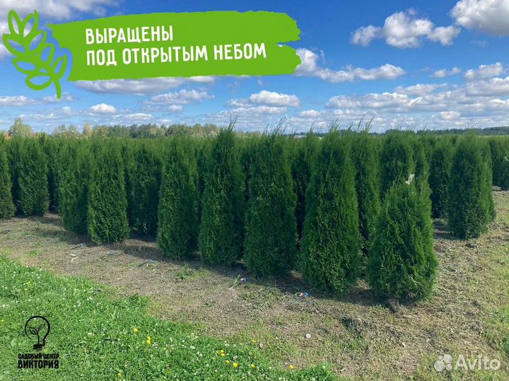 Туя Смарагд 180-200 см для ландшафтного дизайна