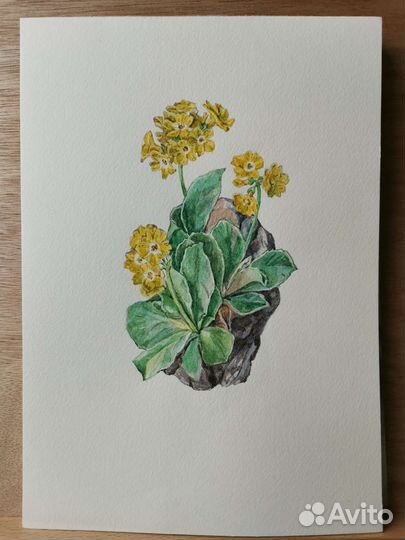 Картина акварель Примулы