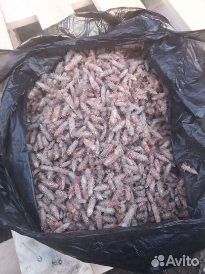 Сосновые почки