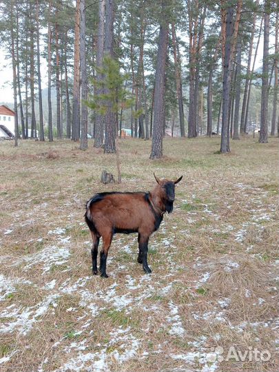 Чешский козел