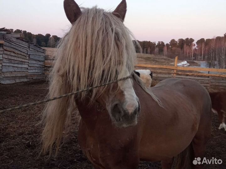 Племенной жеребец