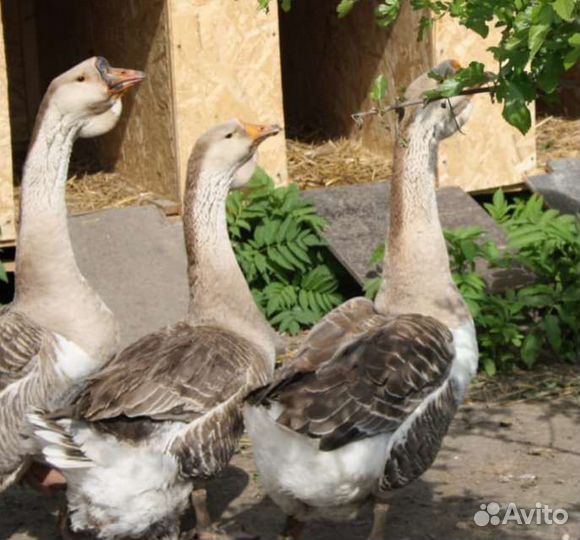 Холмогорские гуси на племя и индоутки голубые
