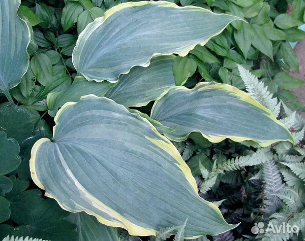 Хоста Султан оф Свинг (Sultan of Swing) редкая