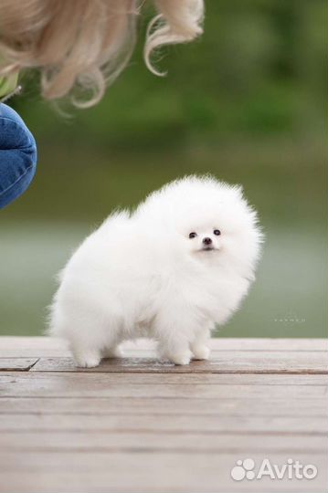 Померанские шпиц миниатюра