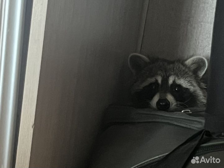 Енот