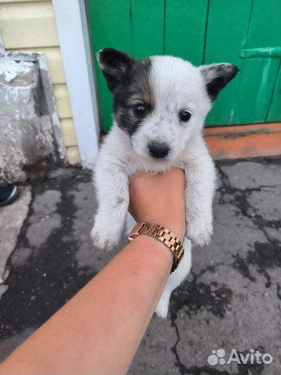 Щеночка в добрые ручки