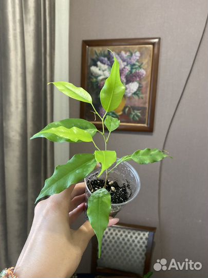 Бенджамина фикус