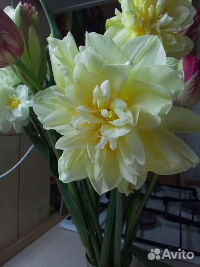Луковицы нарциссов
