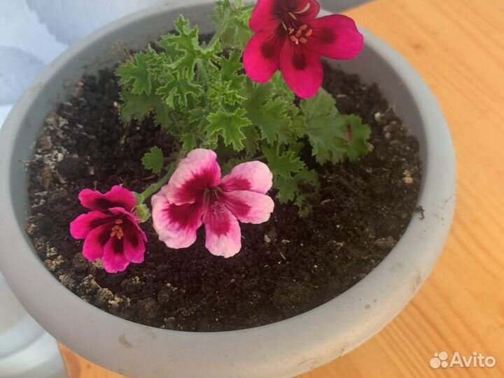 Королевская пеларгония в горшке