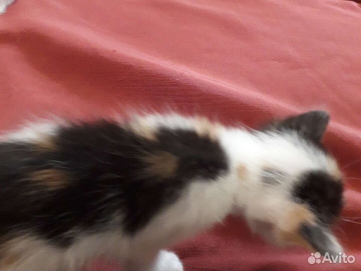 Котята в добрые руки 1 месяц