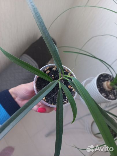 Фикусы мокламе и али