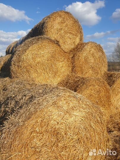 Солома овсяная 2023 года в рулонах