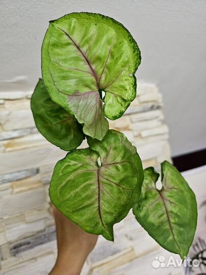 Сингониумы, ароидные