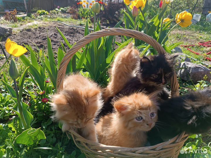 Котята в добрые руки
