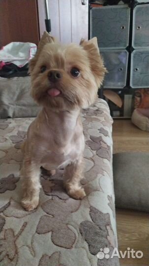 Кобель вязка йорка-голдаст (очень редкого окраса)