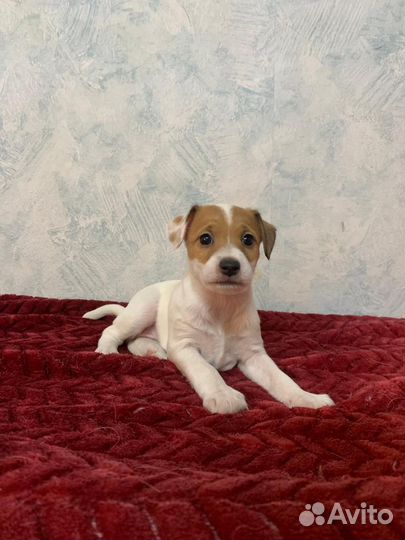 Щенки парсон рассел терьер