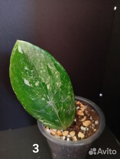 Замиокулькас вариегатный шорт лив