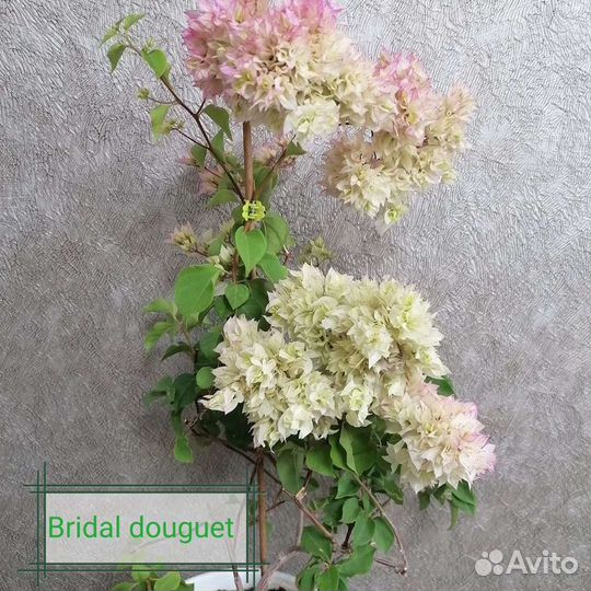 Бугенвиллия отправляю почтой