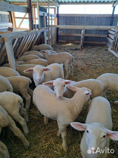 Баранчики ярочки на племя