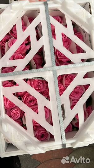 Роза оптом