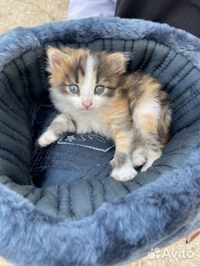 Котенок в добрые руки