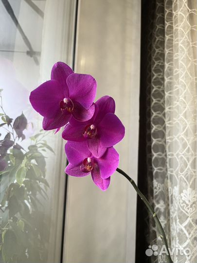 Детки орхидей