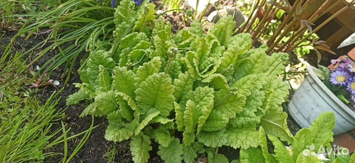 Астра, вербейни, очиток, примула, купена