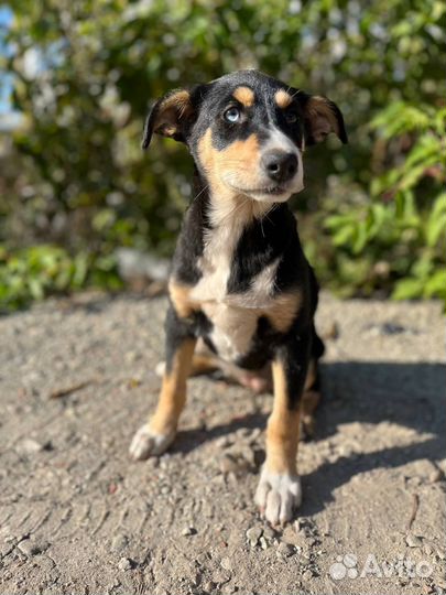 Щенок девочка в добрые руки