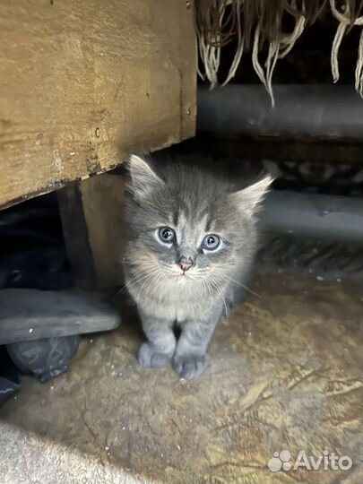 Котята в добрые руки даром бесплатно