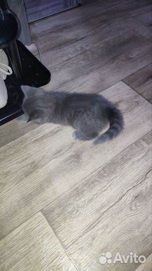 Британские котята