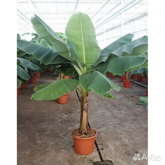 Банановая пальма