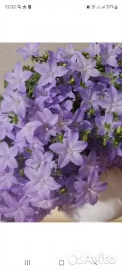 Кампанула Майя невеста